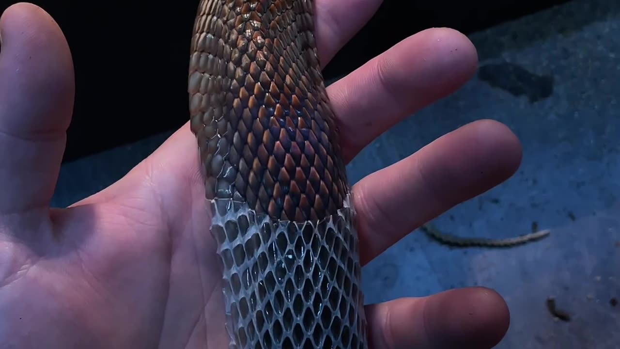 Satisfying Shedding of Snake Skin