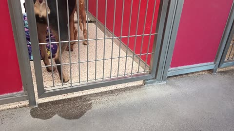 Jax-laying on bed 5y A855151 Hester 1y A871179 kennel 30 pod 2 PACC shelter_2025061948
