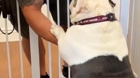 Adopting a dog