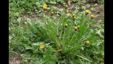 Timelapse of Yellow Flowers
