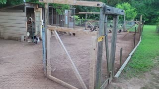Getting the chickens moved and a garden update