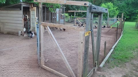 Getting the chickens moved and a garden update