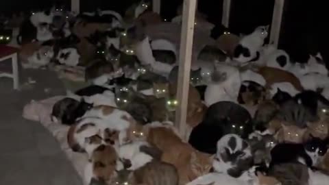 This must be the cat distribution system's headquarters.