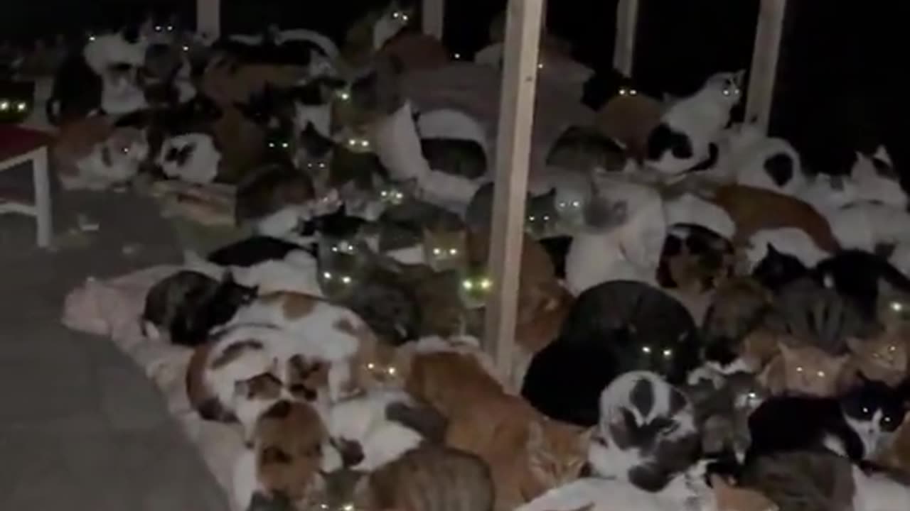 This must be the cat distribution system's headquarters.