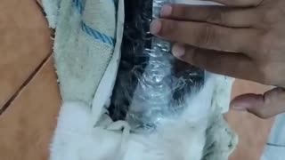 Video 'El Gato con Drogas'