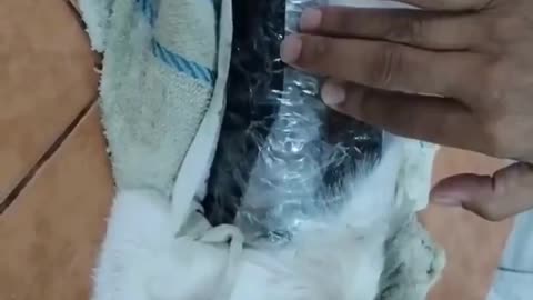 Video 'El Gato con Drogas'