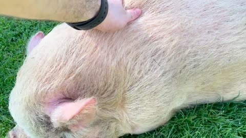 🐷➡🐷 Press [ Pig ] to Pig! | FunFM