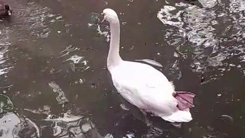 swan