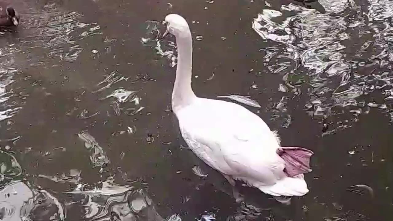 swan