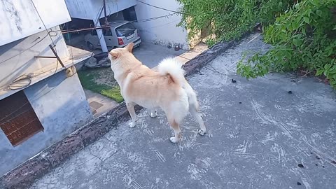 Chiku ki chori