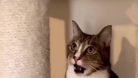 Funny Cat Moment 😂
