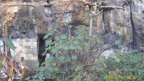 250330B___Madeira_NS-404,_pruning_banana_plants_and_other_plants.(1080p)