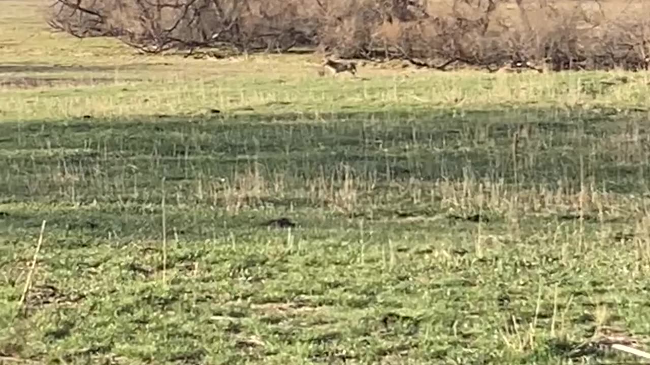 Coyote on the move