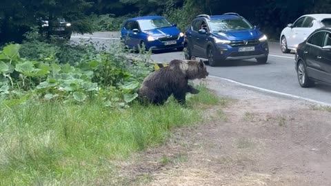 Car Purposely Tries to Hit a Bear