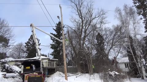 [4K] Tree Removal! #3 Safely lower & remove Manitoba Maple tree & Elm tree!