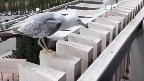 😂🦅 Steven Seagull is the Hero We Didn't Know We Needed! | FunFM