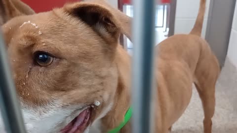 Ian 3y A805256 kennel 15 pod 1 PACC shelter bouncing off the walls. Relaxed a little 4 me20251203606