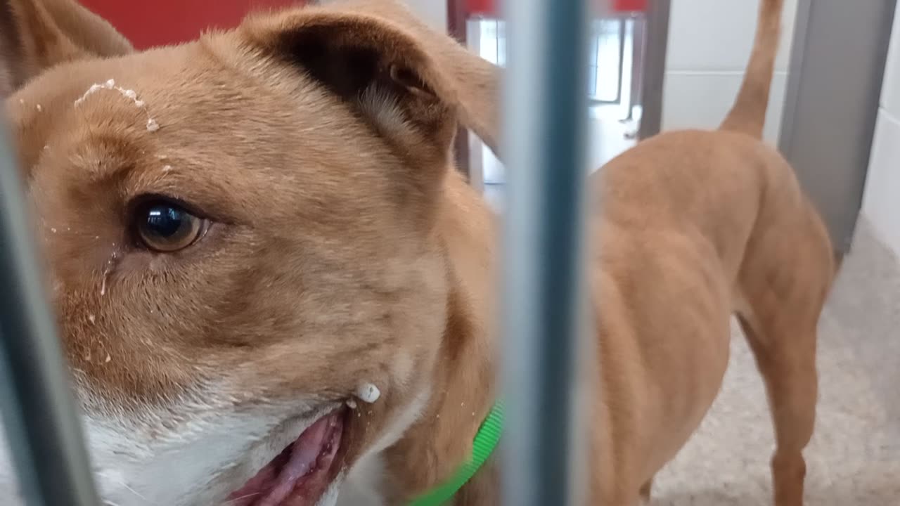 Ian 3y A805256 kennel 15 pod 1 PACC shelter bouncing off the walls. Relaxed a little 4 me20251203606