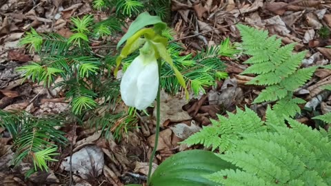 Lady Slipper