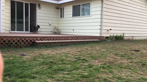 backyard chase 2390842098324098