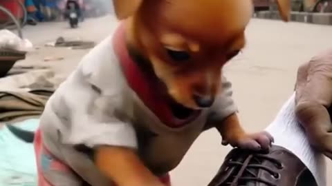 Cute dogs with artificial intelligence#15
