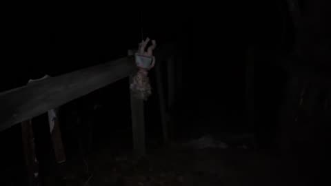 Haunted Doll Woods