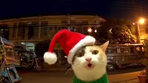 Merry Christmas from Mr. Meow Meow