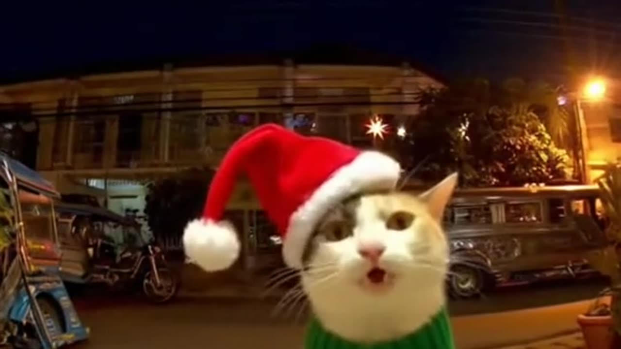Merry Christmas from Mr. Meow Meow