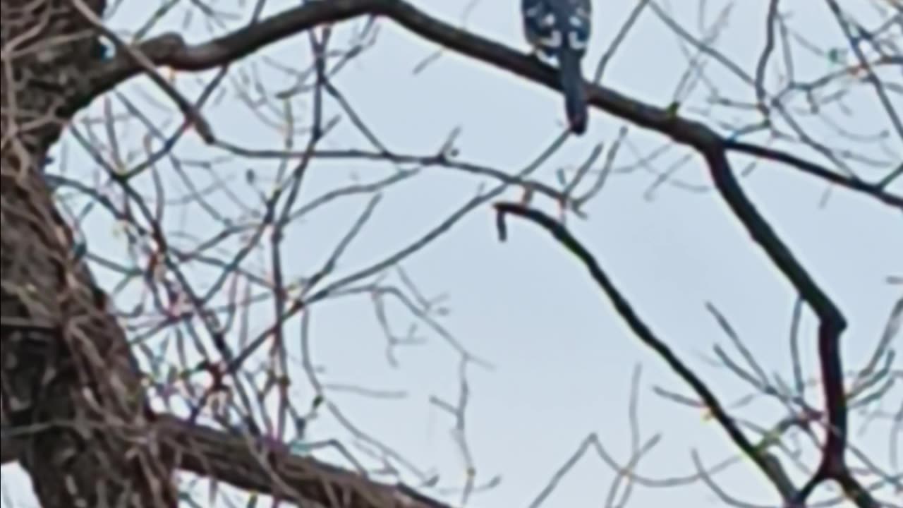 Blue Jay.