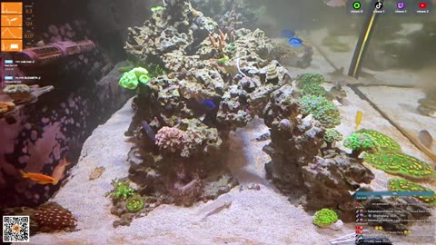 24/7 Real Live Reef Stream