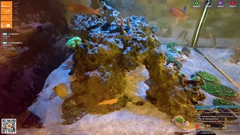 24/7 Real Live Reef Stream