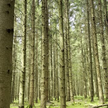 Through Baby Kayla’s Eyes – Forest Adventure 🌲