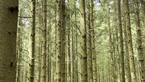 Through Baby Kayla’s Eyes – Forest Adventure 🌲