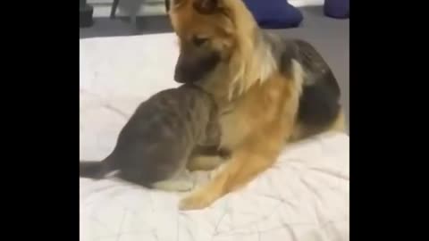 Funny video pets