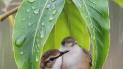 Nature_Love