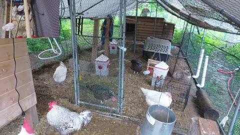 Chicken Live Stream