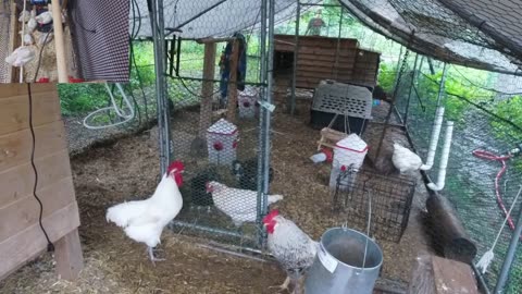 Chicken Live Stream