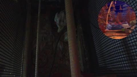 Chicken Live Stream