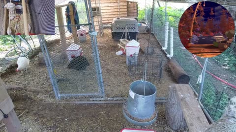 Chicken Live Stream