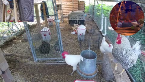 Chicken Live Stream