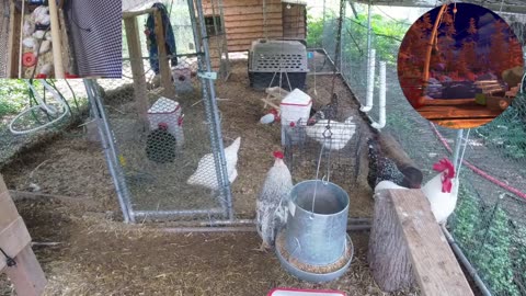 Chicken Live Stream