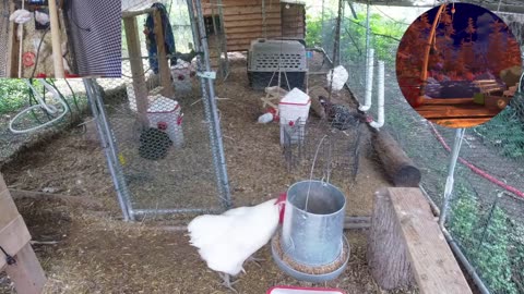 Chicken Live Stream
