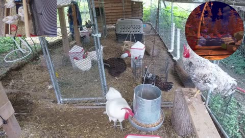 Chicken Live Stream
