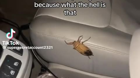 😱🐛 Giant Water Bug is SCARY! | FunFM