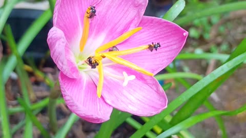 16.11.2025 Native Bees 1