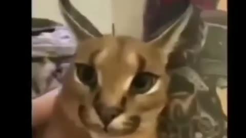 floppa says the n word