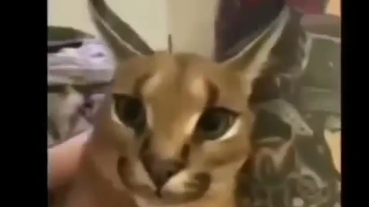floppa says the n word