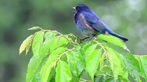 Real Live Bird