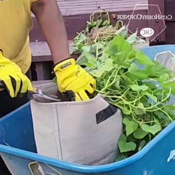 Harvesting Sweet Potatoes - #catshobbycorner #gardening