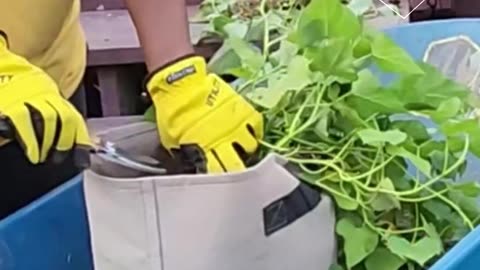 Harvesting Sweet Potatoes - #catshobbycorner #gardening